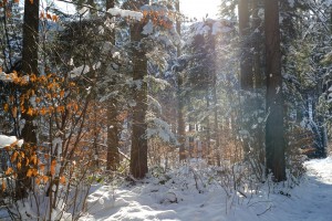 Winterwald in Bayern