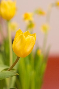 Gelbe Tulpe