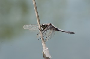 Libelle an Steuerbordwant