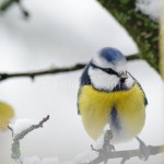 Blaumeise zwischen Zweigen