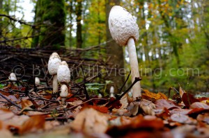 Pilze mit Zeiss 2,8/25mm ZM