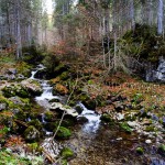 Der Bach schlängelt sich durch den Wald