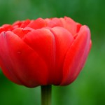 Rote Tulpe